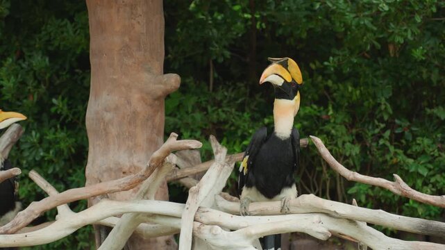 Hornbill perched on twisted branches closeup yellow casque and curved beak in sharp focus against lush green jungle background, solitary bird inspects surroundings with subtle head turns, relaxed