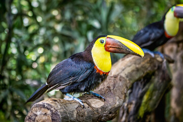 Obraz premium A striking portrait of a Chestnut-mandibled toucan (Ramphastos ambiguus swainsonii) in the lush rainforests of Costa Rica.