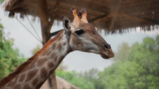 Giraffe head under thatched shelter, intimate close portrait showing eye detail and ossicones, textured fur and subtle head tilt, attentive gaze with soft canopy background and trees, neutral daylight