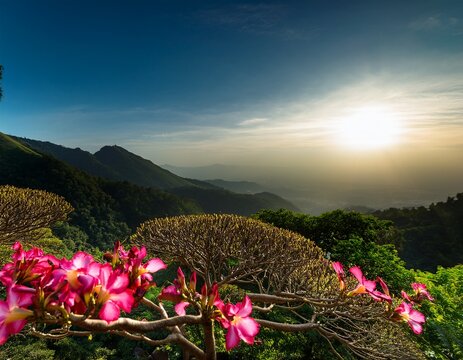 bunga kamboja jepang atau bunga adenium with copy space image place for adding text or design