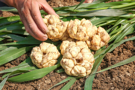Farmer harvesting fresh lily bulbs in Lanzhou with natural organic flower bulbs on green leaves