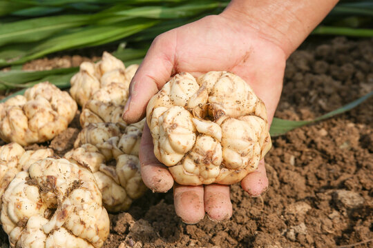 Fresh Lily Bulbs in Farmer's Hands - Natural Organic Harvest from Agricultural Field