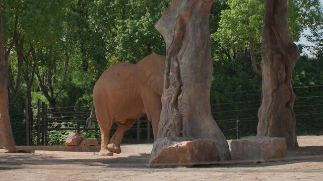 Elephant strolls peacefully. Gentle pachyderm passes shaded area. Majestic creature walks past towering tree. Serene elephant slowly walking past large trees on sunlit dirt path in shade