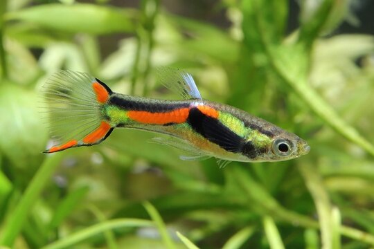 Vibrant male Endler's guppy swimming among green aquatic plants in a freshwater aquarium.