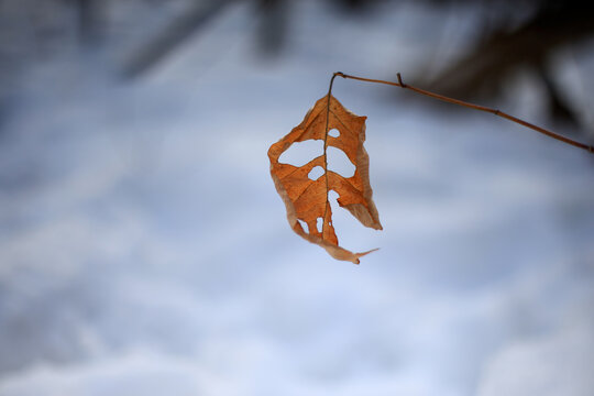 Nature en hiver. Fuille morte en hiver, Quebec, Canada.