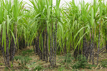 Fototapeta premium Black Sugarcane Plantation Field in Guangxi China - Sweet Juicy Fruit Crop Growing for Harvest