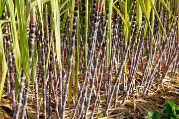 Obraz premium Sugar Cane Stalks Growing in Agricultural Field with Purple Black Bark and Green Leaves