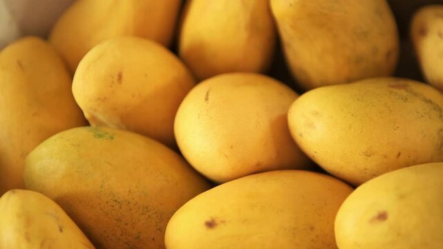 Champagne mango, ataulfo adolfo yellow mangos fruit on retail stand display at store supermarket store from Ecuador