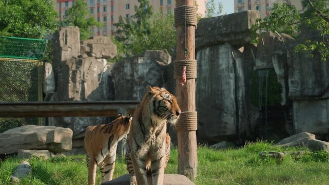 Two tigers standing close together near weathered wooden pillar inside city zoo, leading tiger faces camera with steady gaze while partner sniffs surrounding grass, tense attentive atmosphere