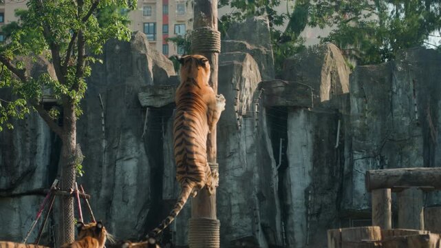 Playful tiger on climbing structure. Wild feline exhibits lively behavior on vertical wooden pole. Dynamic footage of tiger interacting with enriching climbing elements in city zoo environment