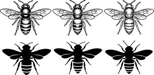 Set of honey bee illustrations and silhouettes in detailed engraving and solid black styles, vector insect collection for nature, wildlife, logo, and design use © Shuda