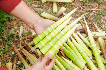 Freshly Dug Bamboo Shoots Harvest in Tianmu Mountain - Traditional Foraging and Sustainable Food...