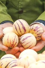 Fresh Striped Melons from Gansu Desert Agriculture - Organic Fruit Harvest in Hands © NgoVan