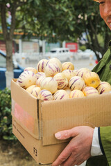 Fresh Striped Melons in Box - Gansu Province China Desert Fruit Production Agriculture Harvest © NgoVan