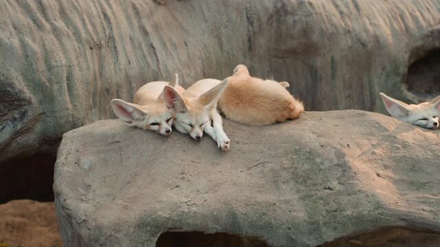 Sleeping fennec foxes on sunlit rock, compact desert mammals nestled together with oversized ears relaxed, fine sandy texture around creviced stone, warm golden light and serene native habitat vibe,