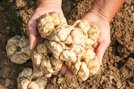Fresh Lily Bulbs in Farmer's Hands - Natural Harvest from Lanzhou Fields