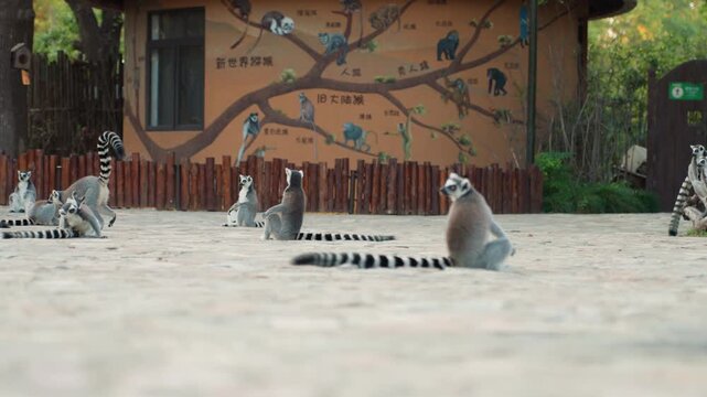Sunlit lemurs line up quietly outside. Group of lemurs enjoy calm rest in bright outdoor setting. Several lemurs comfortably lounge in sunlight on paved area outside providing peaceful scene