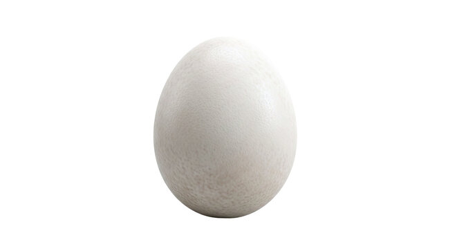 Ostrich Egg