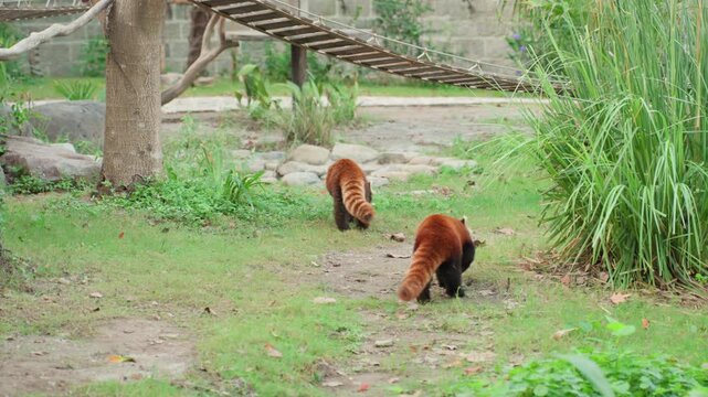 Red pandas foraging on grassy enclosure, two curious siblings sniffing ground and searching for bamboo, warm rusty fur contrasting green foliage, relaxed midday pacing, subtle keeper observation,