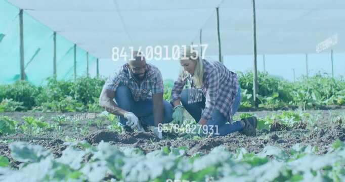 Man digging hole, pair planting crops tamping soil on farm, numeric overlays drifting across scene