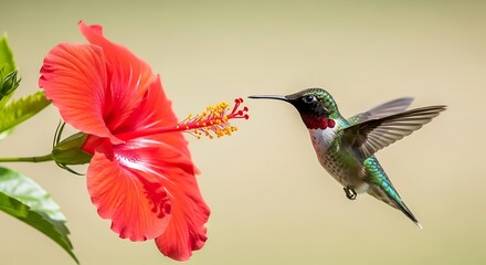 Fototapeta premium Hummingbird Feeding on Red Hibiscus Flower.