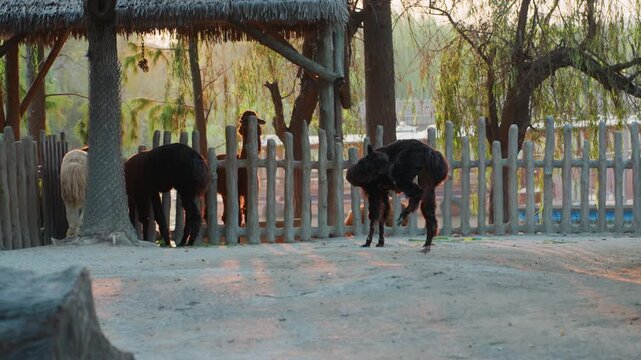 Black alpacas near wooden fence at dusk, two animals linger by rustic shelter, one sniffing fence while other grazes, warm golden light through willow leaves, sandy yard with soft shadows, tranquil