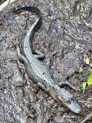 Obraz premium Baby alligator lying in the mud with eyes closed
