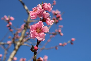 陽ざしを浴びて咲く桃の花　春の風景
