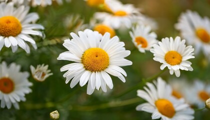 Obraz premium feverfew daisies in full bloom a close up of feverfew daisies with their vibrant white petals and yellow centers symbolizing purity healing nature s beauty resilience and summer