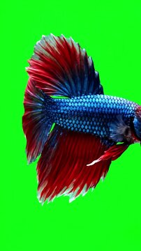 Green Screen siamese fighting fish on a scene 2 with distortion, overlay, glitch, static noise, scan lines black background, 4k animated video loop