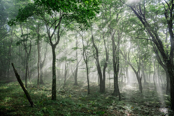 光芒が差し込む登山道　三国山