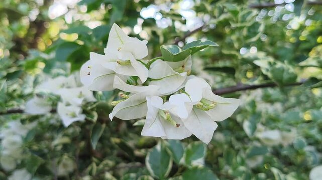 Elegant white Bougainvillea flowers blooming in a cluster, showcasing delicate paper-like bracts against a backdrop of lush green garden foliage in soft natural light.