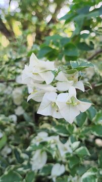 Elegant white Bougainvillea flowers blooming in a cluster, showcasing delicate paper-like bracts against a backdrop of lush green garden foliage in soft natural light.