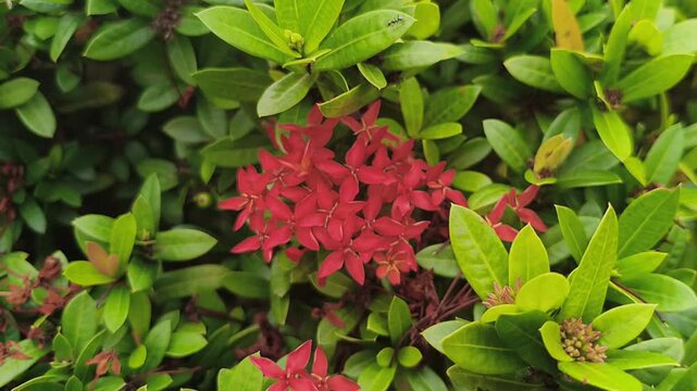 Vibrant red Ixora chinensis flowers blooming in a cluster, surrounded by fresh green leaves in a tropical garden, perfect for botanical and nature-themed designs.