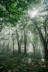 光芒が差し込む登山道　三国山