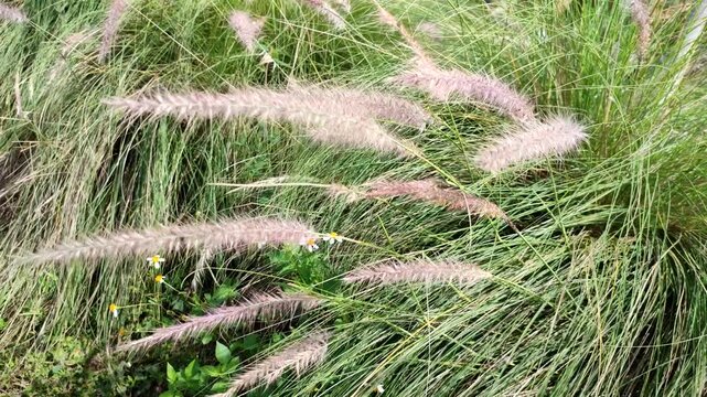 Pennisetum alopecuroides, also known as rumput ekor kuda or fountain grass, sways in the breeze