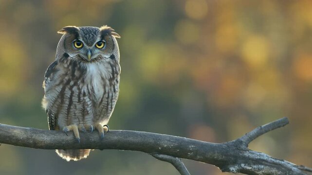 Owl. Colorful nature background. Little owl.
