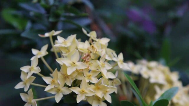 Vibrant Yellow Ixora Flowers Swaying Gently, Blooming in a Lush Tropical Garden Close-up