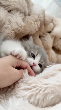 Adorable kitten playfully biting human finger under fluffy blanket