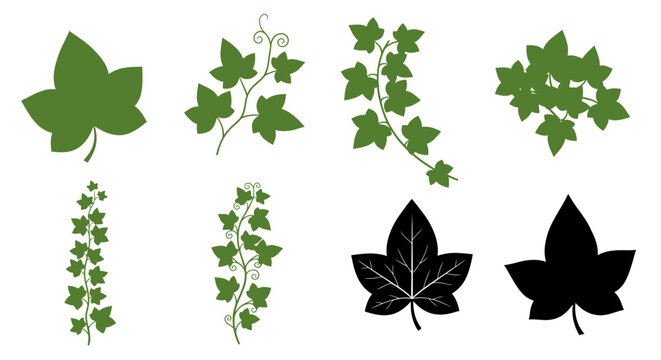 Green Ivy Leaves and Vines Vector Illustration Set with Various Foliage Designs, Black Silhouettes, and Botanical Clipart Isolated on a Clean White Background.