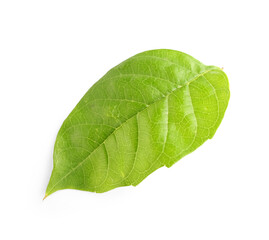 Obraz premium Green leaf on white background