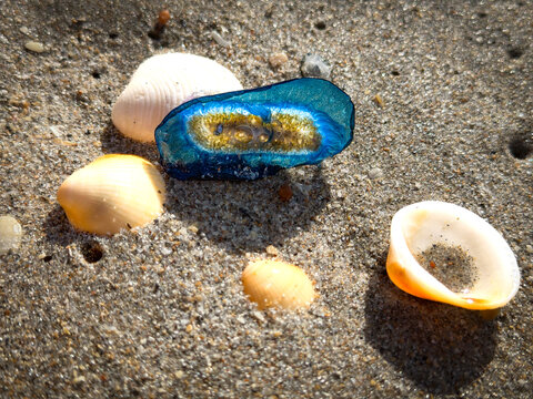 Velella By-the-Wind Sailor Stranded on Sandy Beach