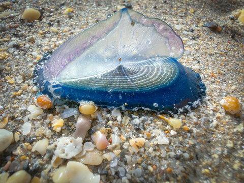 Velella By-the-Wind Sailor Stranded on Sandy Beach