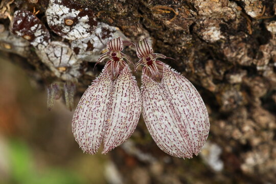Bulbophyllum polliculosum, a mini-miniature sized epiphyte with white, flattened discoid, rugose pseudobulbs carrying deciduous leaves that blooms in the spring.  THAILAND 