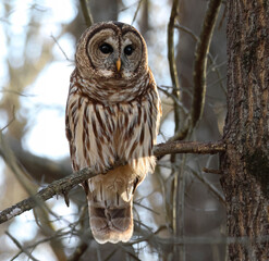 A Barred Owl sitting on a branch just inside a woodland surveying the surrounding terrain for prey.