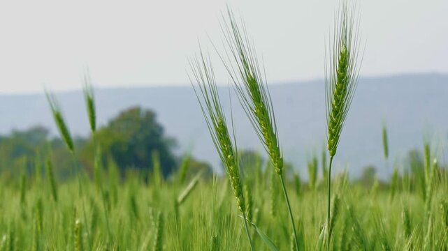 Static shot focusing on a few upright green wheat stalks with long awns, standing above surrounding crop, softly blurred field and distant hills forming a calm natural background.