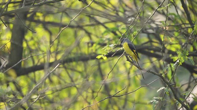 High-definition footage of a small, colorful minivet navigating the dense foliage of a high-altitude forest.