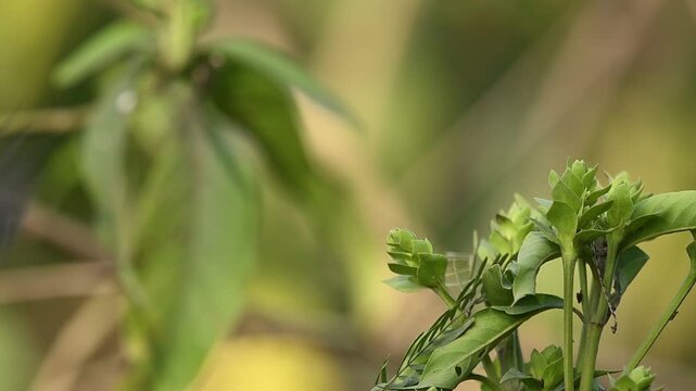 Asian tit positioned on branch reflects agility vigilance and coordination