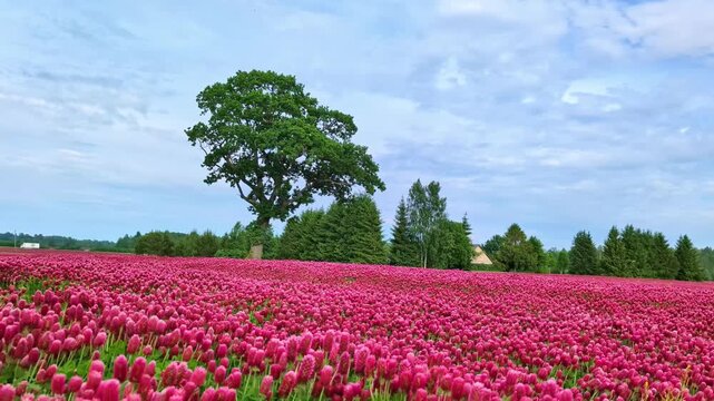 A vast field of the magenta flowers of the globe amaranth under a blue sky.