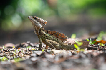 Close-up of majestic brown basilisk lizard (Basiliscus vittatus) basking in the jungle sun in the Osa Peninsula of Costa Rica